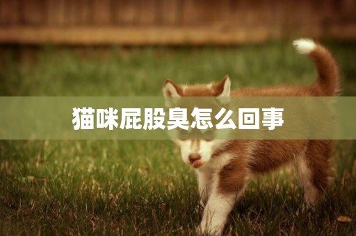 貓咪屁股臭怎么回事
