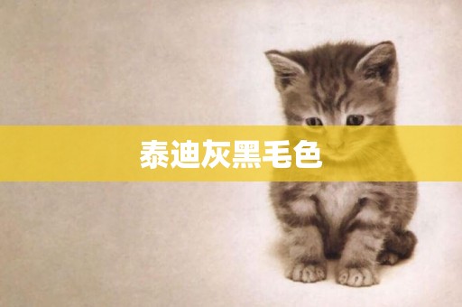 泰迪灰黑毛色