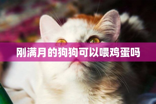 剛滿月的狗狗可以喂雞蛋嗎