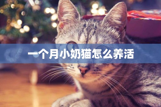 一個月小奶貓怎么養活