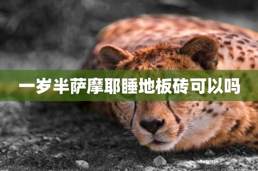 一歲半薩摩耶睡地板磚可以嗎