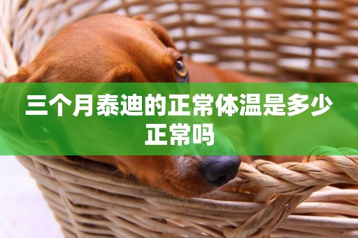 三個月泰迪的正常體溫是多少正常嗎