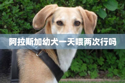 阿拉斯加幼犬一天喂兩次行嗎