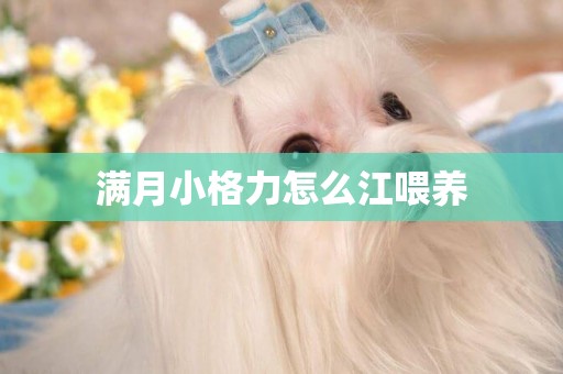 滿月小格力怎么江喂養