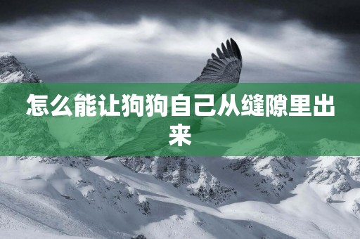 怎么能讓狗狗自己從縫隙里出來