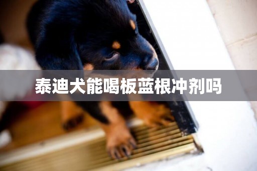 泰迪犬能喝板藍根沖劑嗎