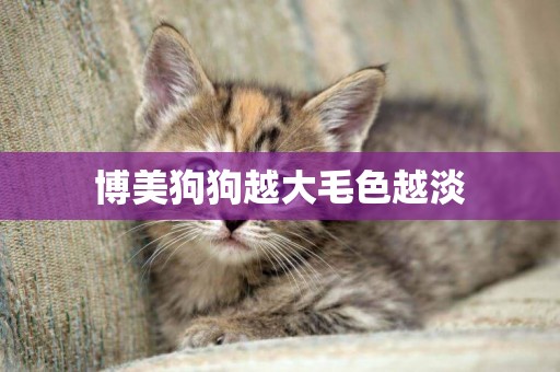 博美狗狗越大毛色越淡