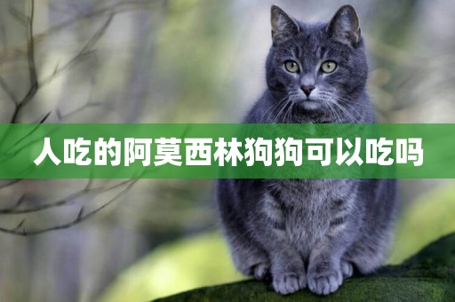 人吃的阿莫西林狗狗可以吃嗎