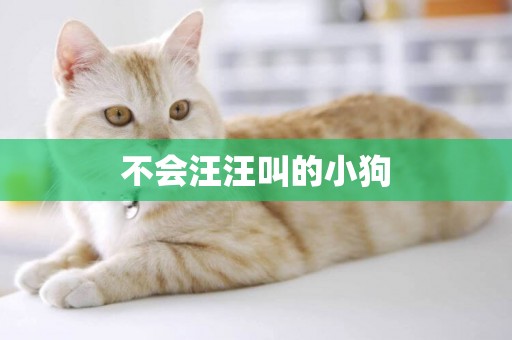 不會汪汪叫的小狗