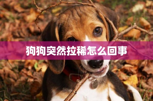 狗狗突然拉稀怎么回事