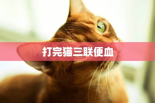 打完貓三聯便血