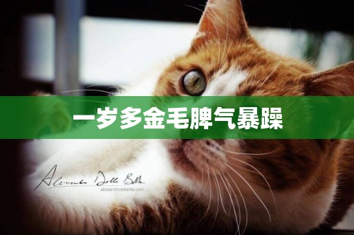 一歲多金毛脾氣暴躁