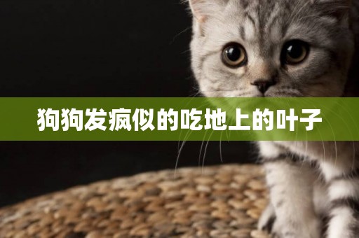 狗狗發瘋似的吃地上的葉子