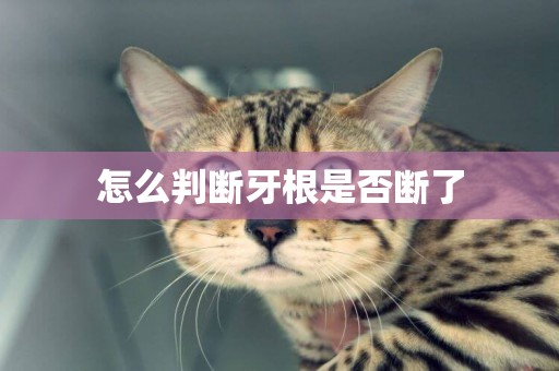 怎么判斷牙根是否斷了