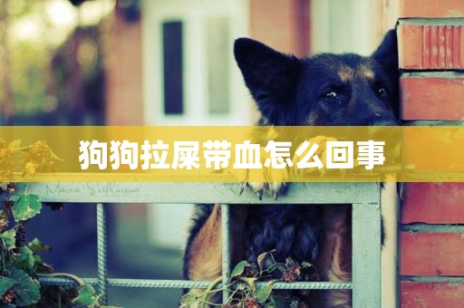 狗狗拉屎帶血怎么回事