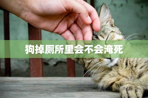 狗掉廁所里會不會淹死