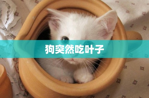 狗突然吃葉子