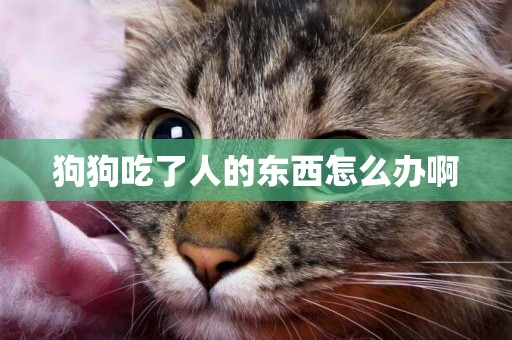 狗狗吃了人的東西怎么辦啊