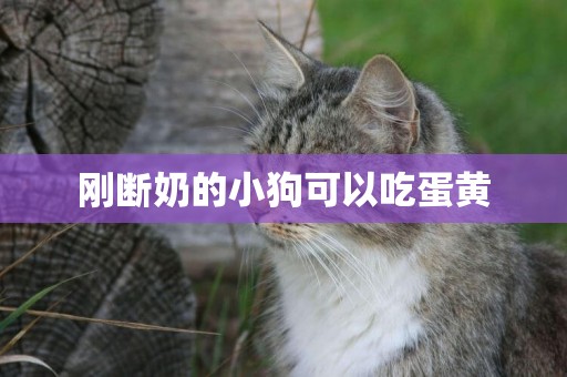 剛斷奶的小狗可以吃蛋黃