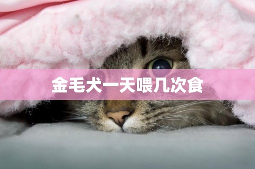金毛犬一天喂幾次食