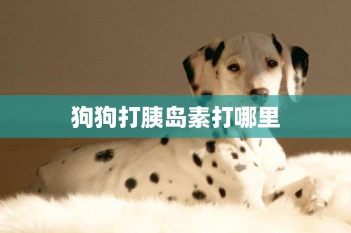 狗狗打胰島素打哪里