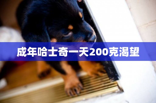 成年哈士奇一天200克渴望