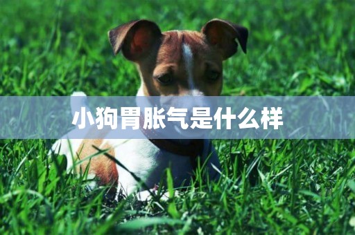 小狗胃脹氣是什么樣