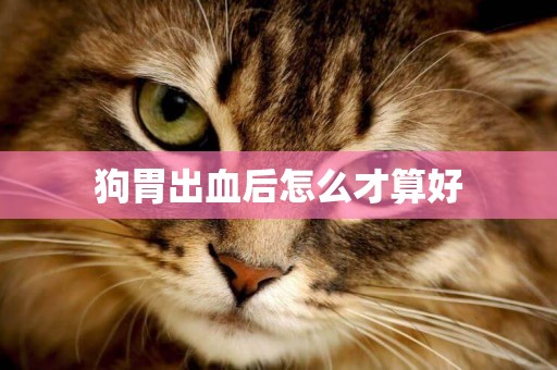 狗胃出血后怎么才算好