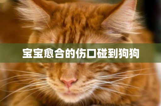 寶寶愈合的傷口碰到狗狗