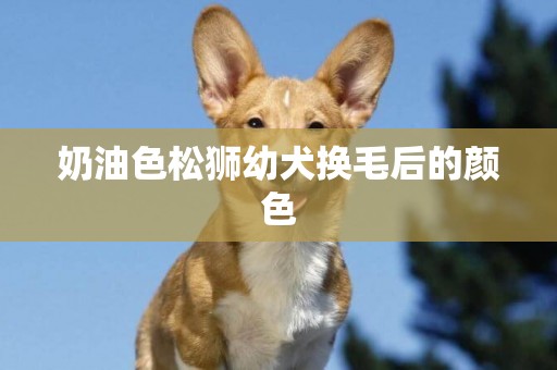奶油色松獅幼犬換毛后的顏色