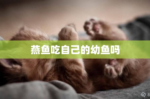 燕魚吃自己的幼魚嗎