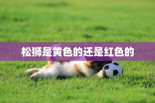 松獅是黃色的還是紅色的