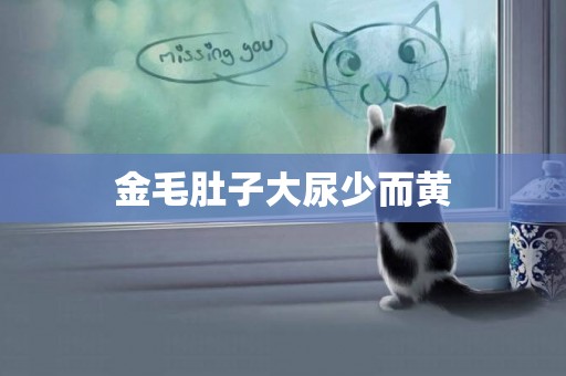 金毛肚子大尿少而黃