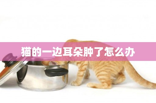貓的一邊耳朵腫了怎么辦