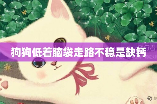 狗狗低著腦袋走路不穩是缺鈣