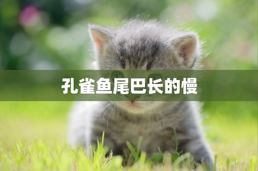 孔雀魚尾巴長的慢