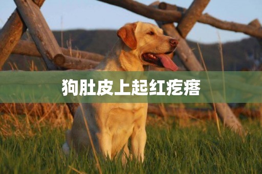 狗肚皮上起紅疙瘩