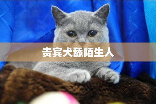 貴賓犬舔陌生人