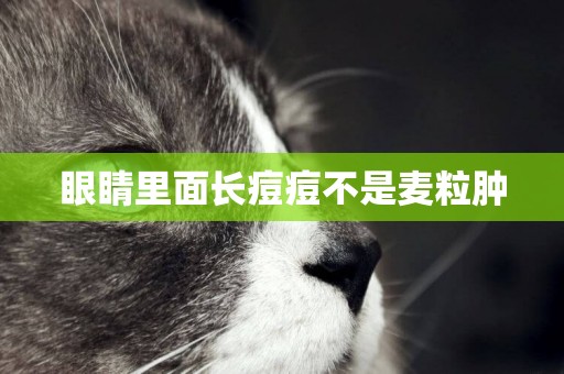 眼睛里面長痘痘不是麥粒腫