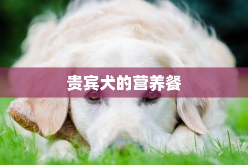 貴賓犬的營養餐