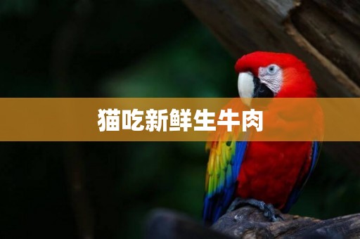 貓吃新鮮生牛肉