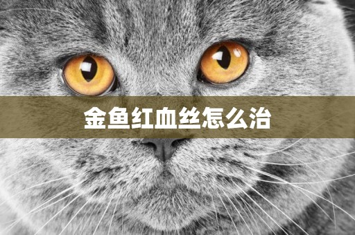 金魚紅血絲怎么治