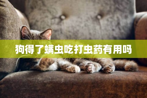 狗得了螨蟲吃打蟲藥有用嗎