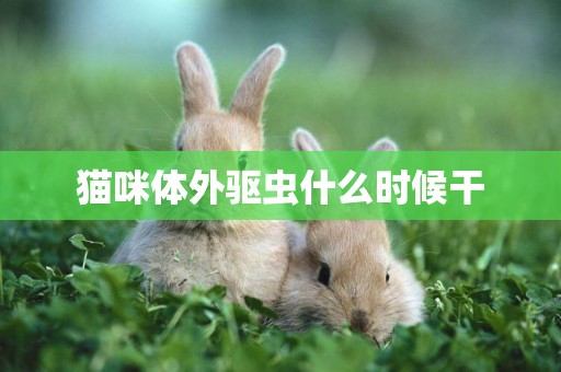 貓咪體外驅蟲什么時候干