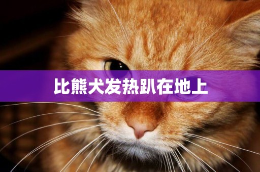 比熊犬發熱趴在地上
