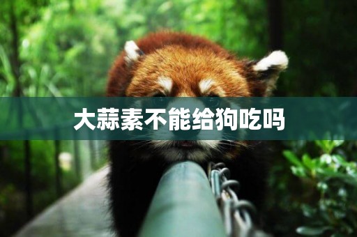 大蒜素不能給狗吃嗎
