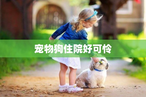 寵物狗住院好可憐