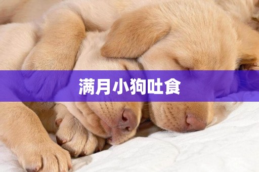 滿月小狗吐食