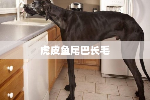 虎皮魚尾巴長毛