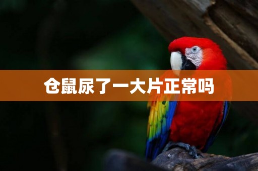 倉鼠尿了一大片正常嗎